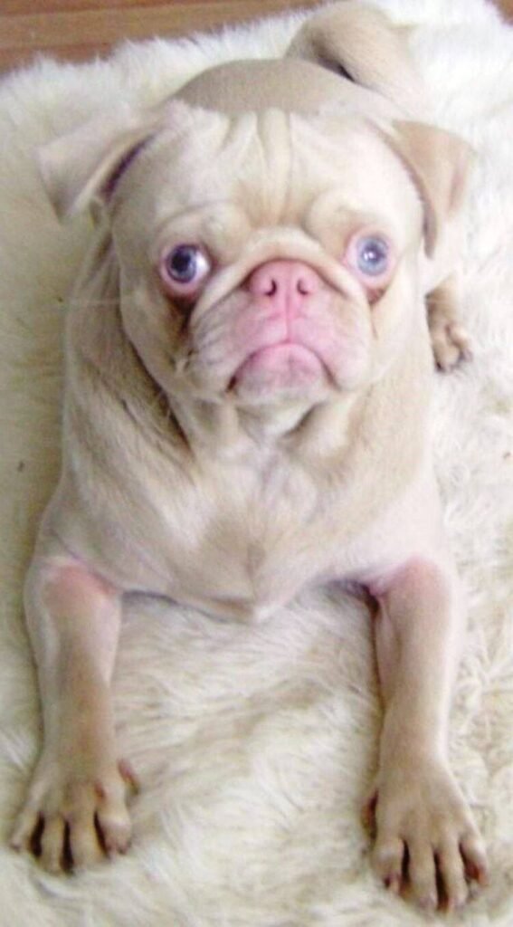 Pug Albino / Kennel Club Argentino