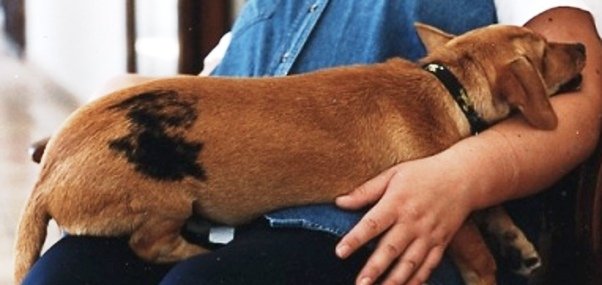 Rarezas Genéticas / Kennel Club Argentino