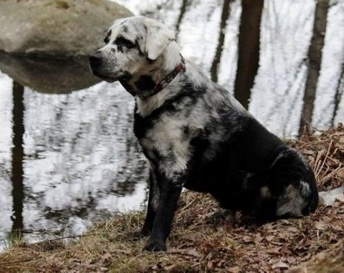Rarezas Genéticas / Kennel Club Argentino