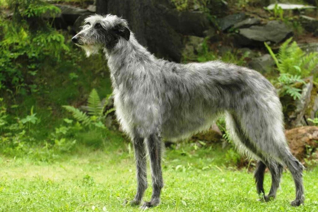 Galgo Escocés / Kennel Club Argentino