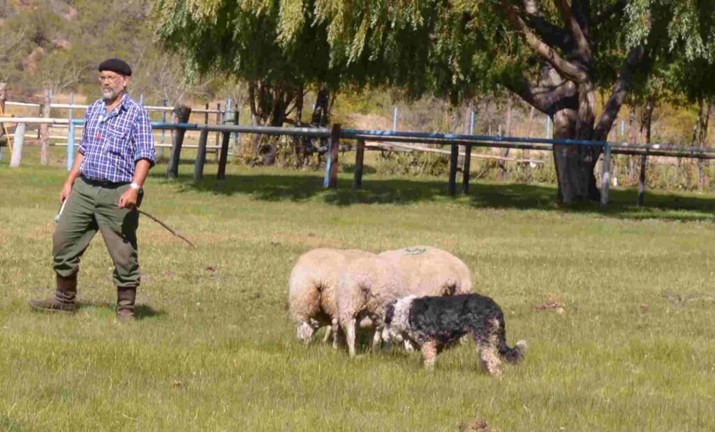 Pastor Barbucho Patagónico / Kennel Club Argentino / Ovejero Magallánico