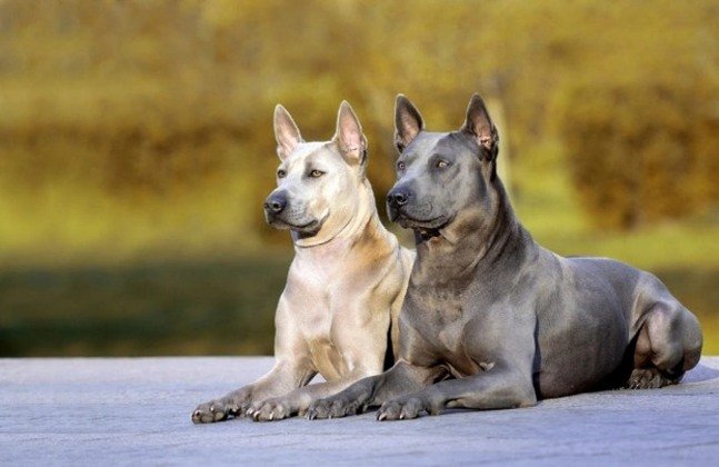 Ridgeback Tailandés / Kennel Club Argentino