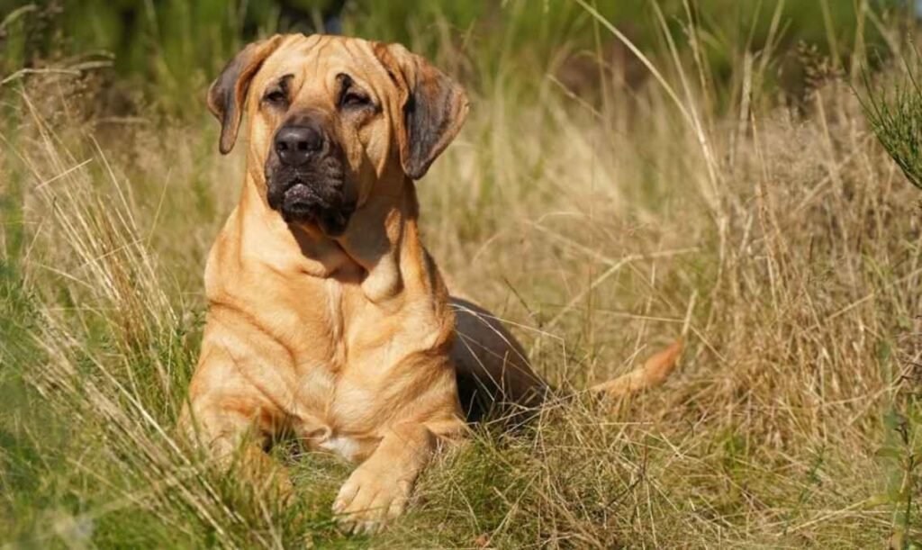 Broholmer / Kennel Club Argentino