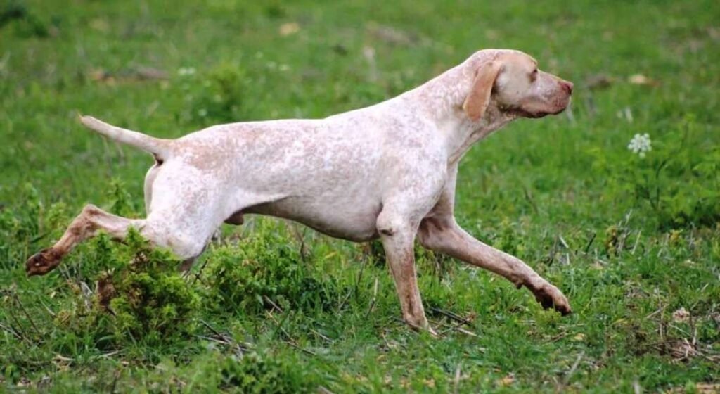 Braco de Ariége / Kennel Club Argentino