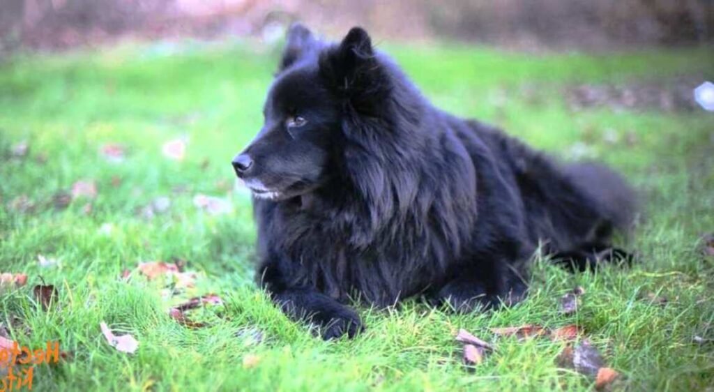 Lapphund Sueco / Kennel Club Argentino