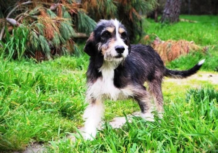 Griffon Nivernais / Kennel Club Argentino
